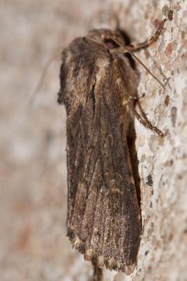 Xyline australe (La) Aporophyla australis (Boisduval, 1829)