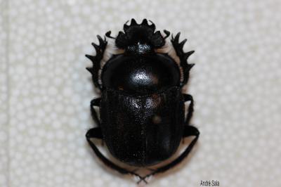  Scarabaeus sacer Linnaeus, 1758