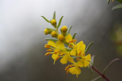 Euphraise jaune, Odontitès jaune Odontites luteus (L.) Clairv., 1811