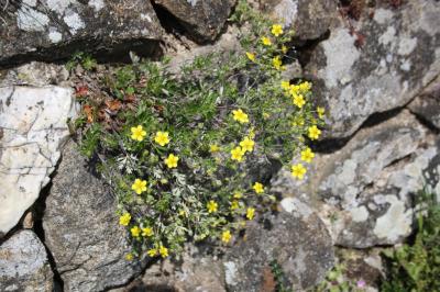 Potentille argentée Potentilla argentea L., 1753