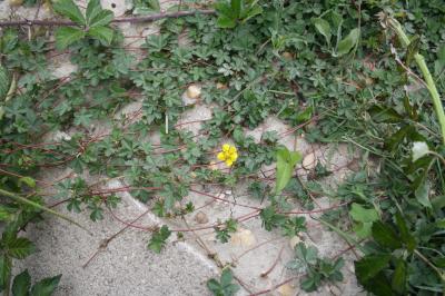 Potentille rampante, Quintefeuille Potentilla reptans L., 1753