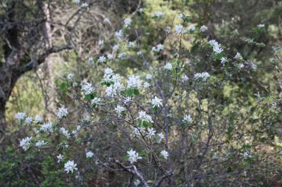 Amélanchier Amelanchier ovalis Medik., 1793