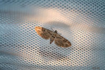Eupithécie du Thym (L') Eupithecia distinctaria Herrich-Schäffer, 1848