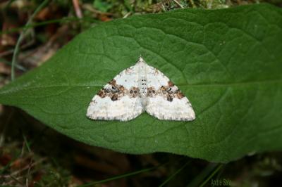 Mélanthie montagnarde (La) Xanthorhoe montanata (Denis & Schiffermüller, 1775)