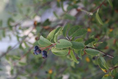 Amélanchier Amelanchier ovalis Medik., 1793