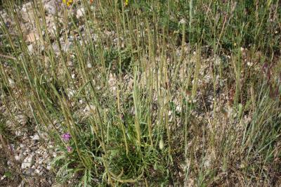 Plantain Corne-de-cerf, Plantain corne-de-bœuf, Pi Plantago coronopus L., 1753