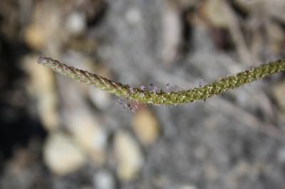 Plantain Corne-de-cerf, Plantain corne-de-bœuf, Pi Plantago coronopus L., 1753