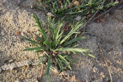 Plantain Corne-de-cerf, Plantain corne-de-bœuf, Pi Plantago coronopus L., 1753