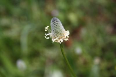 Plantain queue de lièvre, Plantain Pied-de-lièvre Plantago lagopus L., 1753