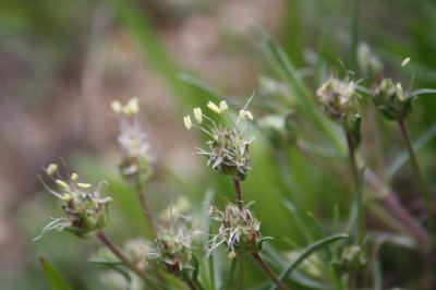 Œil de chien, Plantain toujours vert Plantago sempervirens Crantz, 1766