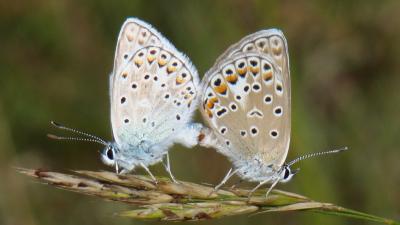 Azuré de l'Adragant (L'), Azuré du Plantain (L'),  Polyommatus escheri (Hübner, 1823)