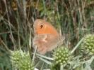 Fadet commun (Le), Procris (Le), Petit Papillon de Coenonympha pamphilus (Linnaeus, 1758)