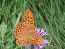Tabac d'Espagne (Le), Nacré vert (Le), Barre argen Argynnis paphia (Linnaeus, 1758)