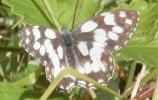 Demi-Deuil (Le), Échiquier (L'), Échiquier commun  Melanargia galathea (Linnaeus, 1758)