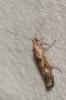  Scythris limbella (Fabricius, 1775)
