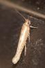  Scythris vittella (O. Costa, 1834)