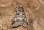 Demi-Lune blanche (La), Druide (Le) Drymonia querna (Denis & Schiffermüller, 1775)