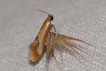  Batia lunaris (Haworth, 1828)