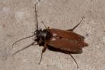  Cebrio gigas (Fabricius, 1787)