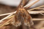 Eucosma cana (Haworth, 1811)