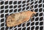  Cydia amplana (Hübner, 1799)