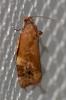  Ditula angustiorana (Haworth, 1811)