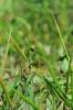 Mante religieuse Mantis religiosa (Linnaeus, 1758)