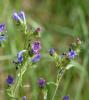 Vipérine commune, Vipérine vulgaire Echium vulgare L., 1753