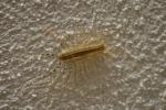  Scutigera coleoptrata (Linnaeus, 1758)