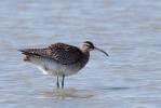 Courlis corlieu Numenius phaeopus (Linnaeus, 1758)