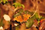 Gamma (Le), Robert-le-diable (Le), C-blanc (Le), D Polygonia c-album (Linnaeus, 1758)
