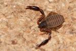 Pseudoscorpions Pseudoscorpiones De Geer, 1778
