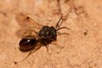  Stilbula cyniformis (Rossi, 1792)