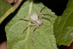 Philodrome disparate Philodromus dispar Walckenaer, 1826