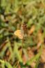 Fadet commun (Le), Procris (Le), Petit Papillon de Coenonympha pamphilus (Linnaeus, 1758)