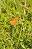 Tabac d'Espagne (Le), Nacré vert (Le), Barre argen Argynnis paphia (Linnaeus, 1758)