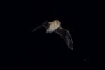  Chiroptera Blumenbach, 1779