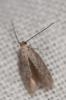  Epidola stigma Staudinger, 1859