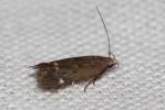  Syncopacma patruella (Mann, 1857)
