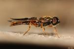 Mouches, Moustiques, Cousins Diptera Linnaeus, 1758