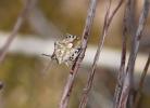  Codophila varia (Fabricius, 1787)
