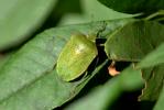 Punaise verte ponctuée Nezara viridula (Linnaeus, 1758)