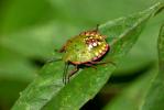 Punaise verte ponctuée Nezara viridula (Linnaeus, 1758)