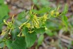 Aristoloche clématite, Poison de terre Aristolochia clematitis L., 1753