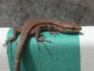 Lézard des murailles Podarcis muralis (Laurenti, 1768)