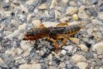 Courtilière commune, Courtilière, Taupe-Grillon, P Gryllotalpa gryllotalpa (Linnaeus, 1758)