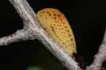 Flambé (Le) Iphiclides podalirius (Linnaeus, 1758)