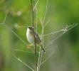 Cisticole des joncs Cisticola juncidis (Rafinesque, 1810)