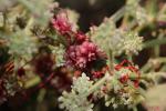 Cuscute Cuscuta approximata subsp. approximata Bab., 1844