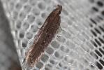  Neofaculta ericetella (Geyer, 1832)